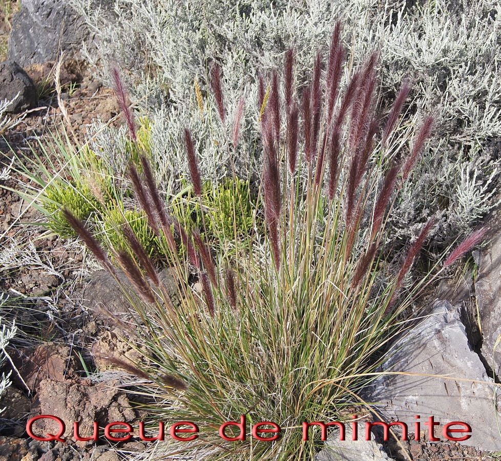Pas des Sables- Queue de mimite Penisetum caffrum -Poace