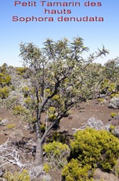 Pas des Sables- Sophora denudata- Fabace-E