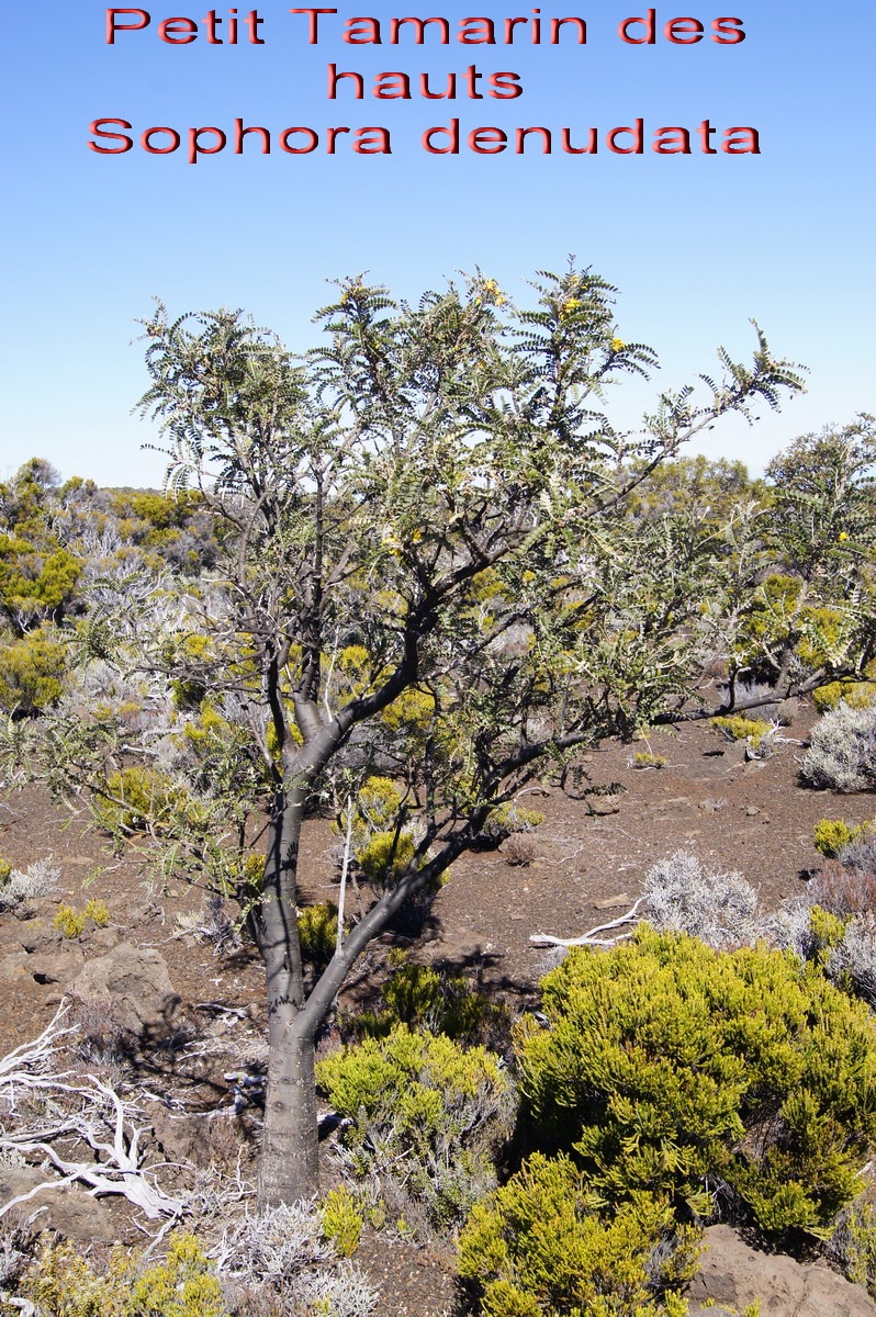 Pas des Sables- Sophora denudata- Fabace-E