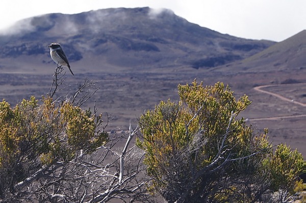 Pas des Sables- Tec-tec- Saxicola tectes- Protg