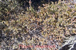 Pas des Sables- Thym marron - Erica gallioides- Ericace-E