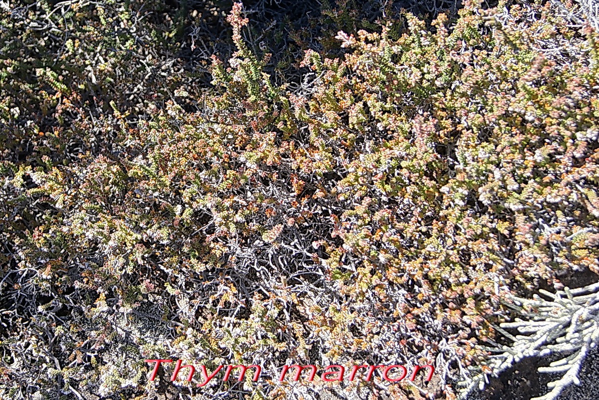 Pas des Sables- Thym marron - Erica gallioides- Ericace-E