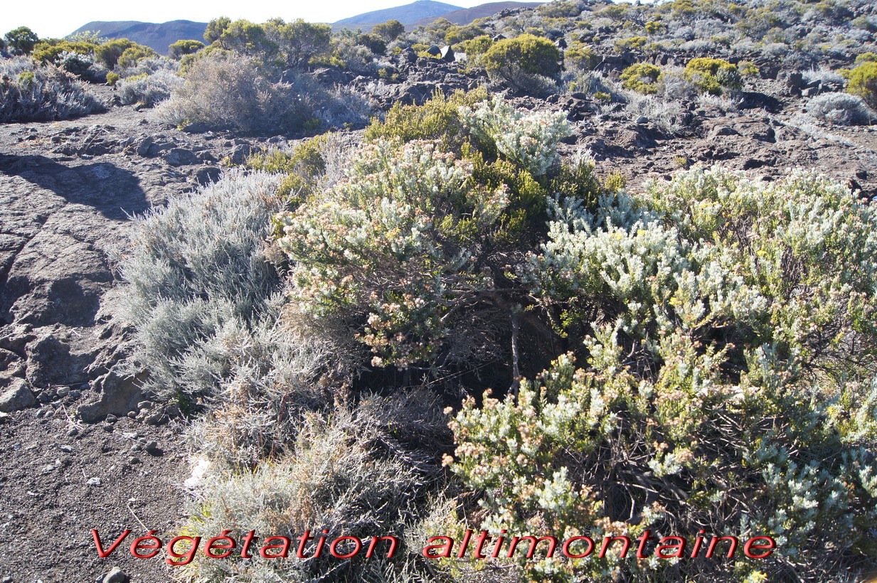 Pas des Sables- Vgtation altimontaine