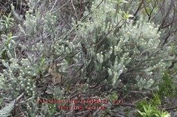 Au- Ambaville b�tard ou Feuille dure - Phylica nitida - Rhamnac�e - I