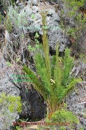 Au- Blechnum tabulare - Blechnac�e - I