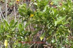 Au- Bois d'oiseau - Claoxylon gladulosum- Euphorbiac�e - E