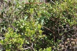 Au- Liane savon - Embelia angustifolia- Myrsinac�e - E