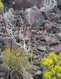 Au- Queue de mimite - Pennisetum caffrum - Poac�e - E