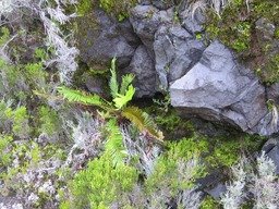 ??? Blechnum tabulare627