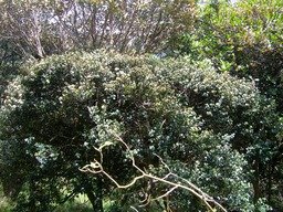 ??? Bois de fer b�tard des Hauts (fleurs)620