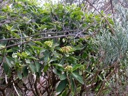Bois d'oiseau en fleur 624