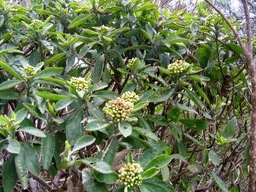 Bois d'oiseau en fleur 626