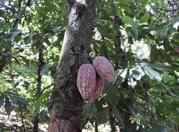 1 Cabosses de cacao criollo 