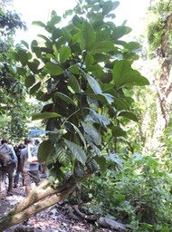 3 Caféïer du Libéria, Coffea liberica 
