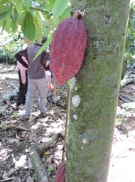 5 Cabosse et fleur de cacao 