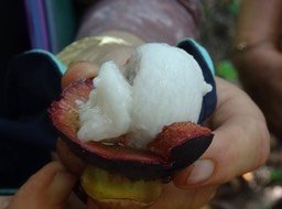 Arille comestible du mangoustan