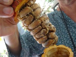 Fèves "en épi" d'une cabosse de cacao
