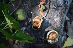 Fruits du bancoulier