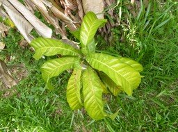 jeune cola