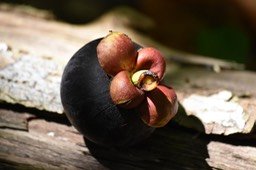 Mangoustan (sépales de la fleur) - Garcinia mangostana - CLUSIACEAE - Indonésie