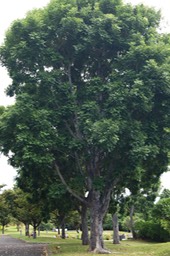 Acajou du Sénégal - Khaya senegalensis - Méliacée - Afrique occidentale