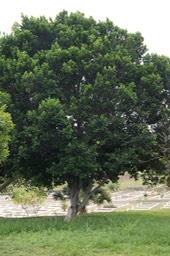 Arbre à miel- Inga laurina- Fabacée - Amé. du Sud et C, Caraïbes