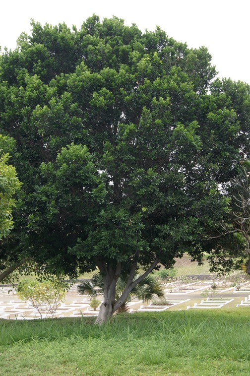 Arbre à miel- Inga laurina- Fabacée - Amé. du Sud et C, Caraïbes