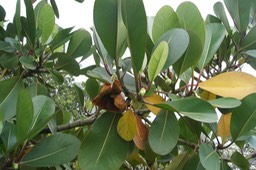 Arbre autographe- Clusia rosea