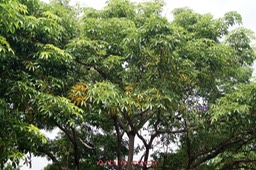 Arbre caca - Sterculia foetida- Malvacée - Thaïlande