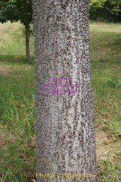 Arbre dauphin - Le tronc
