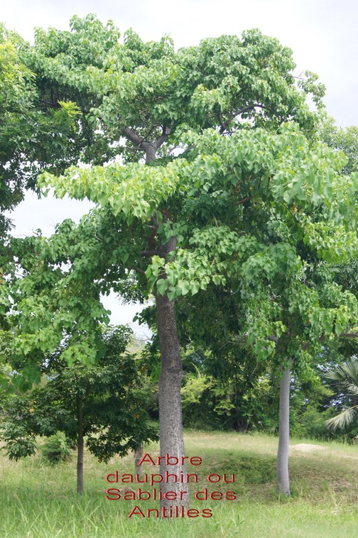 Arbre dauphin ou Sablier des Antilles - Hura crepitans - Euphorbiaceae - Amérique tropicale
