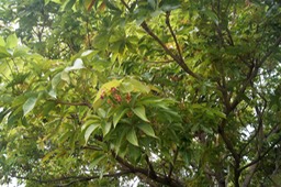 Arbre ou Bois caca