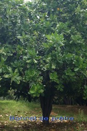 Barringtonia asiatica - Lecythidacée - Indopacifique