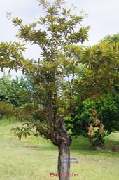 benjoin- Terminalia benzoe - Combrétacée - Masc