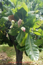 Bonnet de prêtre- Barringtonia asiatica - Lecythidaceae