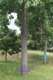 Des arbres du cimetière paysager