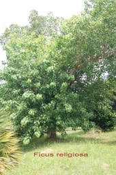 Ficus religiosa - Moracée - exo