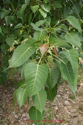 Ficus religiosa