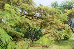 Flamboyant - Delonix regia - Fabaceae- exo