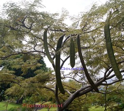 Flamboyant-Delonix regia-Fabacée-Mada