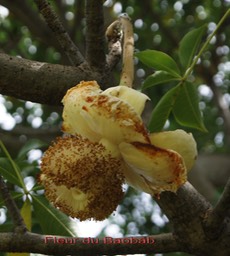 Fleur du Baobab- Adansonia digitata