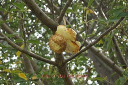 Fleur du Baobab