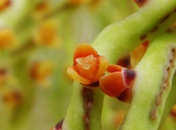 fleur femelle de Hyphorbe verschaffeltii