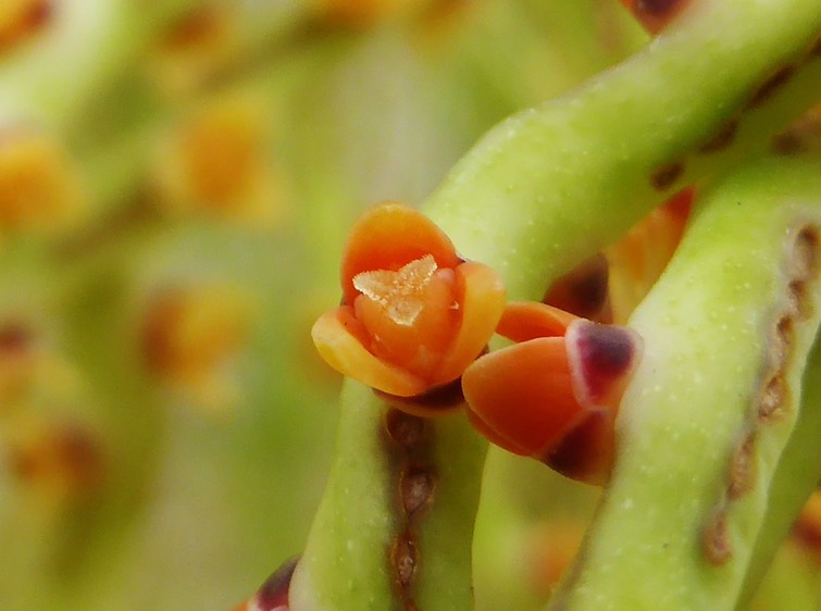 fleur femelle de Hyphorbe verschaffeltii