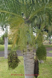 Hyophorbe verschaffeltii