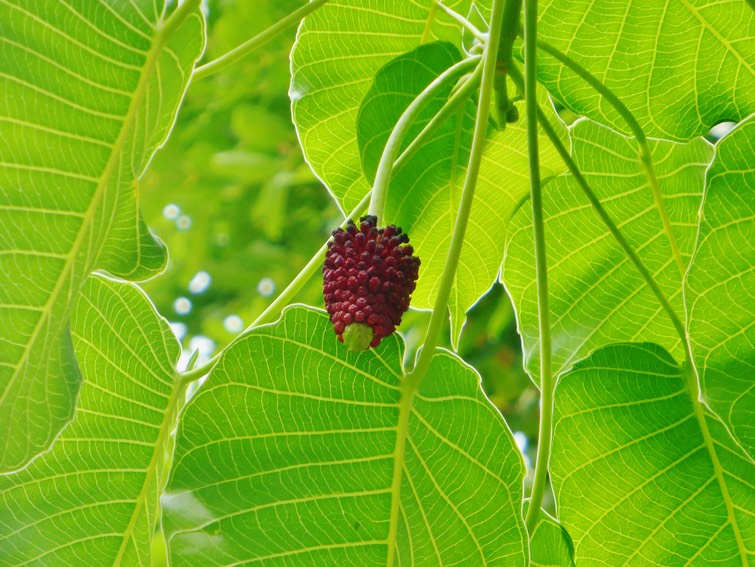 inflorescence mâle de Hura crepitans