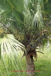 Latanier de Chine - Livistona chinensis- Arecaceae- Japon