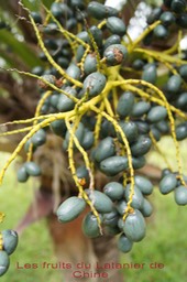 Latanier de Chine- Les fruits