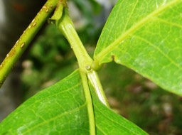  Nectaire extrafloral de Inga laurina (2)