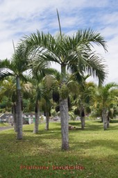 Palmier bouteille- Hyophorbe verschaffeltii - Arecaceae - Rodrigues